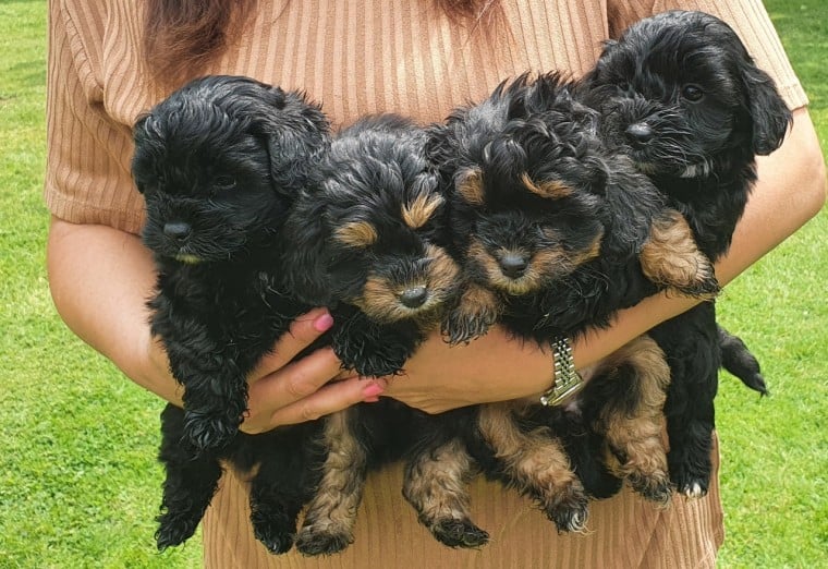 Maltipoo puppies for sale AU