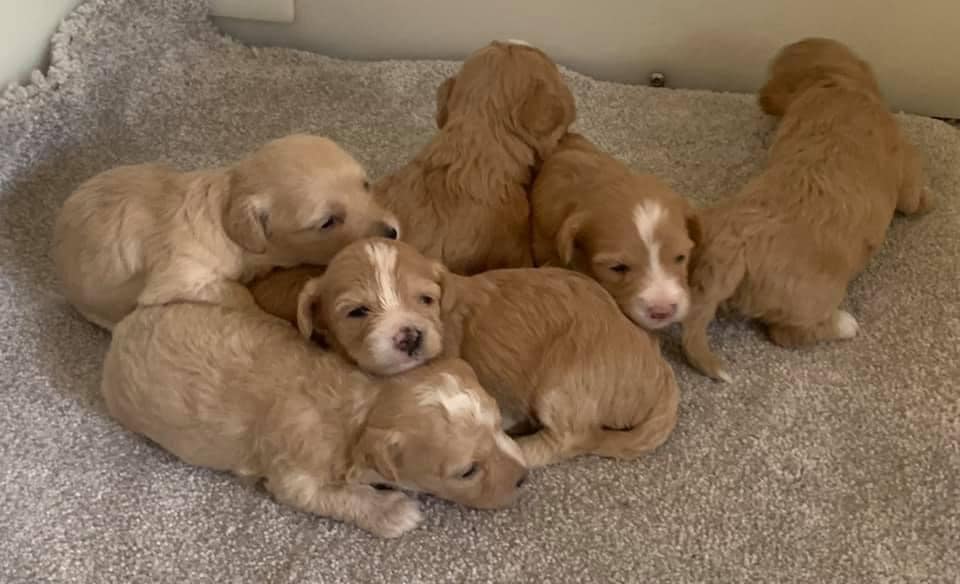 Mini Maltipoo Puppies for sale in Northern Territory