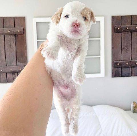 Buy Miniature Maltipoo Puppies for sale in Darwin
