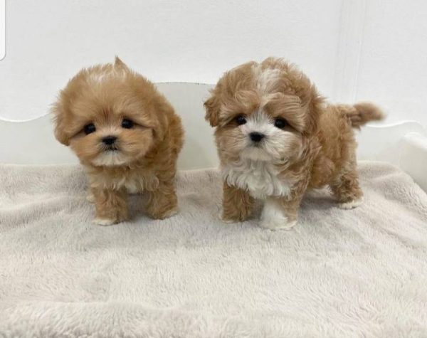 Maltipoo Puppies for sale In Brisbane, Australia