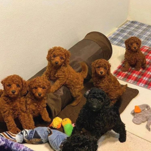 Tiny Maltipoo Puppies For Sale In Hobart, Australia