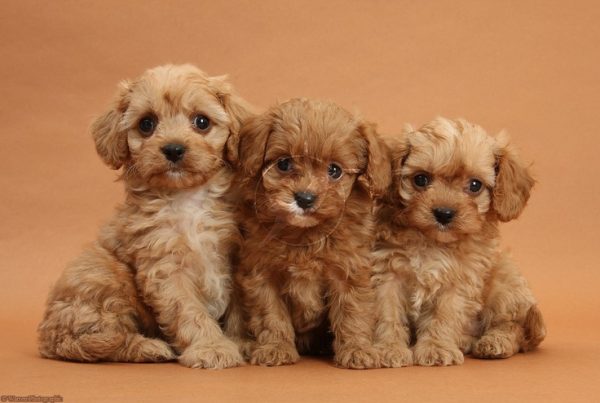Beige Maltipoo Puppies For Sale In New Zealand