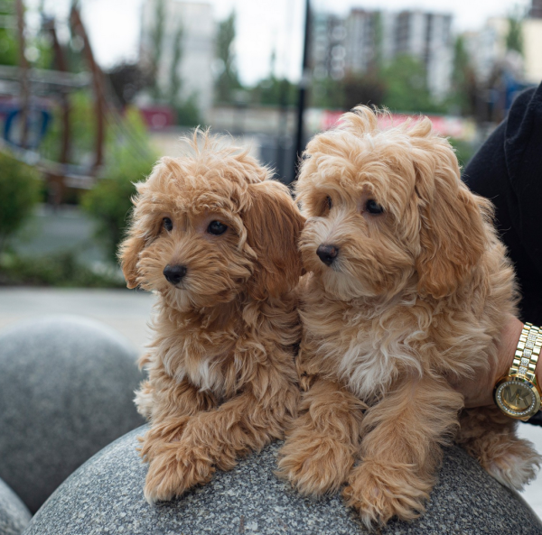 Brown Maltipoo Puppies For Sale In Winterthur