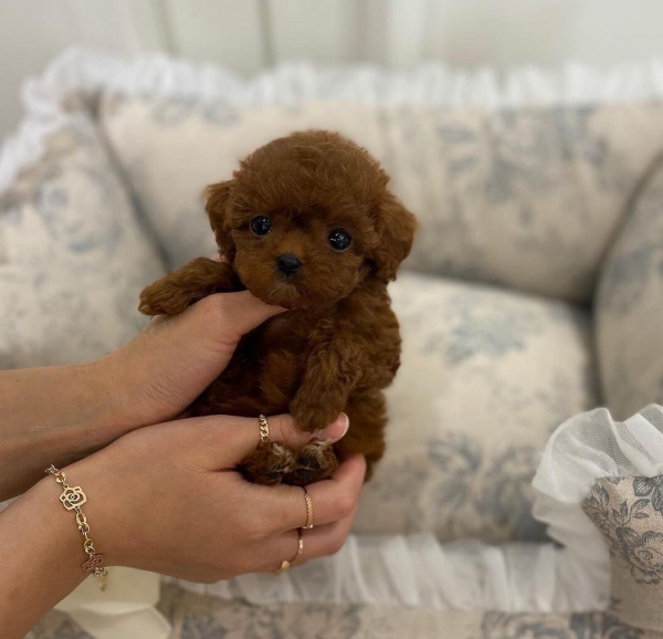 Trained Maltipoo Puppies For Sale In Lucerne Switzerland