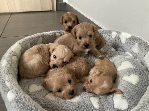 Maltipoo Dogs and Puppies For Sale In Europe